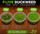 Live Duckweed Floating Aquarium Plant 30g 50g 100g Freshwater Fish Tank Pond