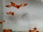10   Abino Koi Red Ear- Live Aquarium Guppy Fish-high Quality Vip  Great Aa  