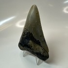 Megalodon Shark Tooth 3 75 Inch - Beautiful - Real Fossil - Natural Teeth 20675