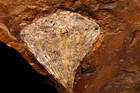 Tough Little Leaf Fossil  Ginkgo Cranei  Morton Co  Nd