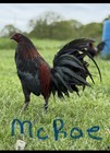 12  Chicken Hatching Eggs