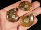 Lot Of Three  Polished  Sutured Ammonite Fossils Mahajanga Madagascar 2 88