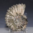 Douvilleiceras Tractor Ammonite Dusted White Shell Fossil Fish