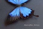 Papilio Ulysses Metallic Blue Emperor Real Butterfly Framed Entomology Shadowbox