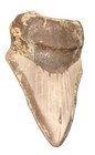 Megalodon Shark Tooth Prehistoric Fossil Original Shark Teeth 4 Inches