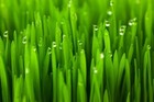 25 Lbs Wheat Cover Crop Seeds Non-gmo Winter Wheat Deer   Turkey Food Plot Seed