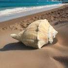 Beautiful 4 5    Lighting Whelk Sea Shell  Jupiter  Florida