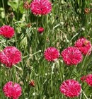 400  Red Cornflower Seeds   fresh Seeds     free Shipping  