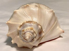 Beautiful Polished Cream peach Right Handed Whelk Seashell With Anomaly  8x4 5in
