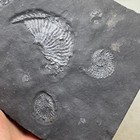 Triassic Coarse Chrysanthemum Petrified Stone Produced In Guizhou Province