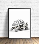 Turtle Black And White Animal Photo Art Print Poster Wall Art Painting