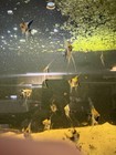 Live Fish - 5 1 Juvenile Koi Angelfish Pack     Healthy  Active  Home Bred 