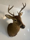 Deer Mount Western Nc White Tail Shoulder Mount Deer Head
