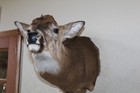 Whitetail Deer Head Shoulder Mount Taxidermy Mount Antler Hunt Rack Mule Hide