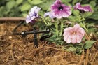 Rain Bird Sw10-30ps Drip Irrigation Dripper emitter - 2 Gallon Per Hour 30-pack