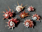 Angaria Sphaerula 46-56 Mm  7 Pcs F    Mm F    Nice Anagaria Collection  Wow   