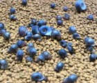 8 1 Pink red blu  mix Color Ramshorn Snails  Freshwater Aquarium Pond Snail