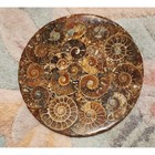 Polished Ammonite Fossil Disc Round Natural Stone Specimen Home Decor