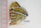 N33896  Unmounted Moth  Butterflies  Nymphalidae Sp  North Vietnam 