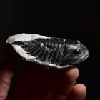 Ultra Rare   Large Beckwithia Arthropod From Kushan Formation  China