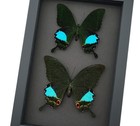 Real Framed Peacock Swallowtail Butterflies Green Butterfly Collection Moonlight