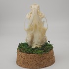 Real American Mink Skull - Dome Display - Neogale Vison - American Sourced