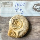 Whole Polished White Ammonite Fossil