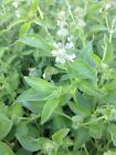 Lemon Basil Seeds  Lao Basil  Manglak  Non-gmo  Variety Sizes  Free Shipping