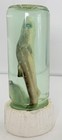 Vintage  Spiny Dogfish Shark Pup In Jar Preserved Wet Specimen Decor Taxidermy