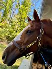 Leaders 1  Havanna Brown Leather Halter White Stitch Solid Brass