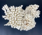 Large 12    White Coral Cluster     3 Species On One Base     4 Lb 10 Oz Reef Specimen