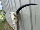 Longhorn Steer Skull 4 Feet 6 Inch Wide Polished Bull Horn Mounted Cow Head