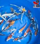  10  6  Premium Grade Standard Fin Pond Pack Live Koi Fish Garden Pond