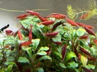 10 1 Deep Fire Red Cherry Freshwater Neocaridina Aquarium Shrimp  Live Guarantee
