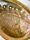 Natural Haliotis Rufescens Rare Red Abalone California 22cm 822g