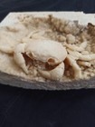 Huge Travertine Crab Fossil  9cm By 14cm Fossil Travertine Crab Potamon