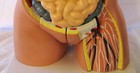 34  Life Size 26 Parts Human Upper Body Torso Medical Anatomical Anatomy Model
