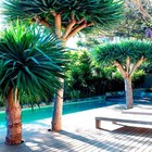 10 Dragon s Blood Tree Seeds  dracaena Draco  Exotic Canary Island Palm Bonsai