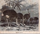 1895 Old Antique Ostriches Bird Print Queen Victoria Victorian Time Period