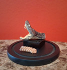 Rattlesnake Head And Rattles Glass Dome Display Real Rattle Snake Gift