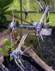2 Blue Marble Long Fin Freshwater Angelfish Quarter Size