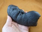 pp-326  1  Lb Real Ancient Megalodon Shark Coprolite Poop Doo Meg Specimen Sc