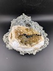 5  Mercenaria Permagna Clam Fossil Golden Calcite Crystal Fort Drum Florida