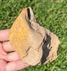 Big Texas Fossil Bivalve Myalina 3 25  Pennsylvanian Age Grahm Formation
