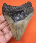 Megalodon Shark Tooth - Real Shark Teeth Fossil - 4 08    - No Restorations 