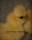 Silkie 10   Multi Gorgeous Plumage Bearded Blue Black Buff Paint Hatching Eggs 