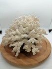 Old Natural White Coral Tree  Personal Collection  Weighs 31 9 Oz