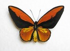 Giant Birdwing Butterflies Ornithoptera Croesus Lydius Pair