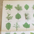 Common Tree Leaves Vintage 1990 s Smokey The Bear Poster 20  X 30 