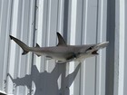 30  Bonnethead Shark Two Sided Mount Replica - Quick Production